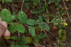 Crotalaria evolvuloides